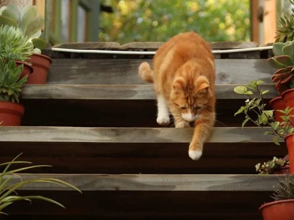 Cat Tracking Made Easy: 8 Helpful Tech Devices 