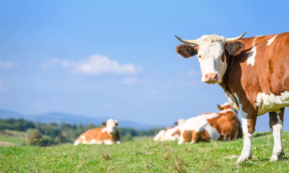 Mapping The Global Beef Trade: How Beef Travels Across International Markets